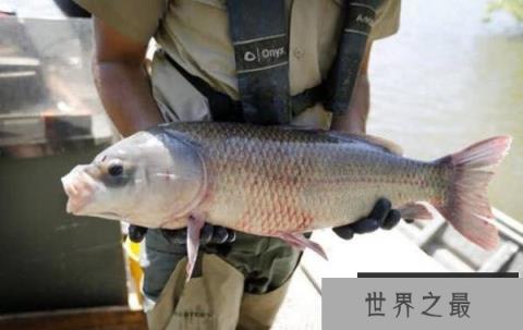 世界最长寿淡水鱼