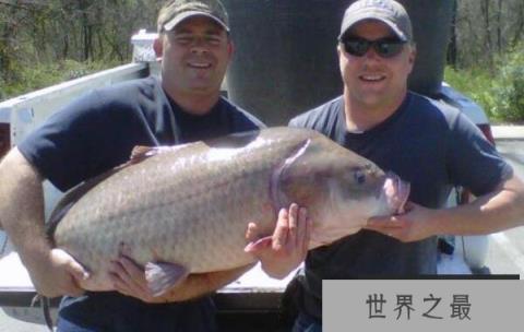 世界最长寿淡水鱼