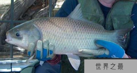 世界最长寿淡水鱼