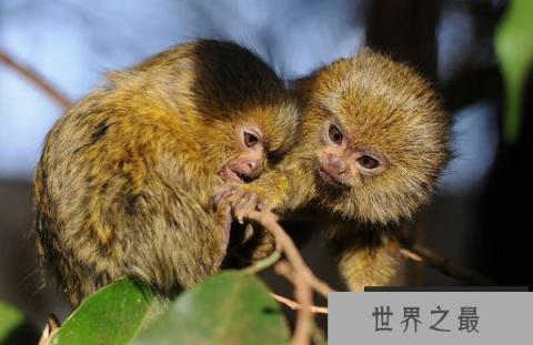 世界上最小的猴子：侏狨外貌酷似松鼠