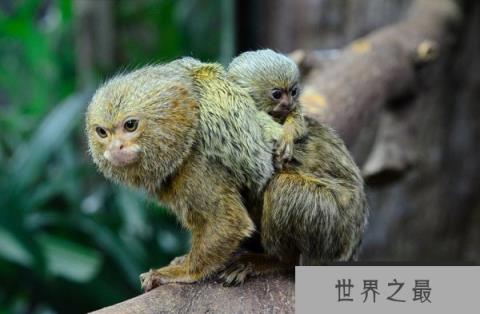 世界上最小的猴子：侏狨外貌酷似松鼠