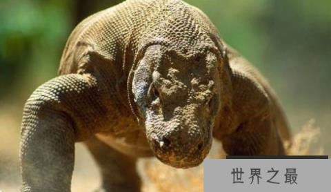 世界上最大的蜥蜴是什么：科摩多巨蜥