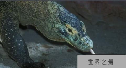 世界上最大的蜥蜴是什么：科摩多巨蜥