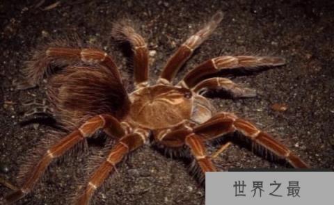 世界上最大的蜘蛛：食鸟蛛