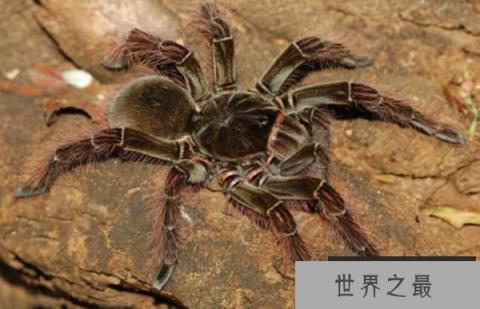 世界上最大的蜘蛛：食鸟蛛