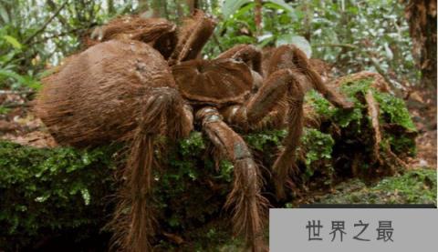世界上最大的蜘蛛：食鸟蛛