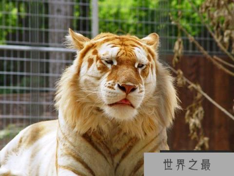 世界上最著名8大杂交动物