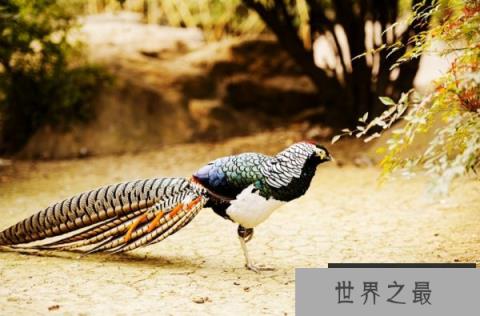 世界上最著名8大杂交动物