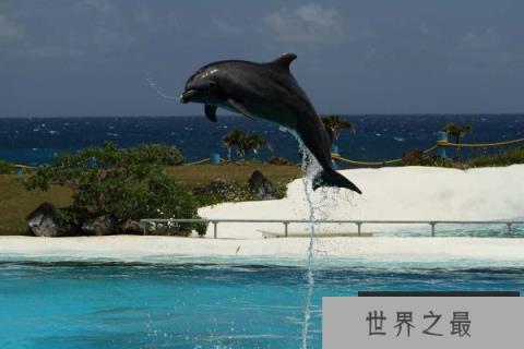 世界上最著名8大杂交动物