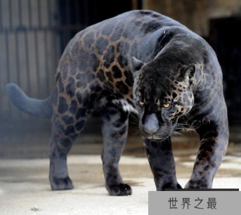 世界上最著名8大杂交动物