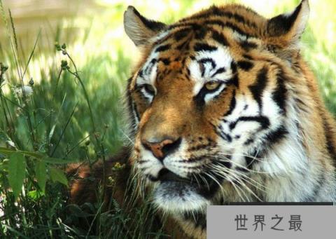 世界上最大的老虎