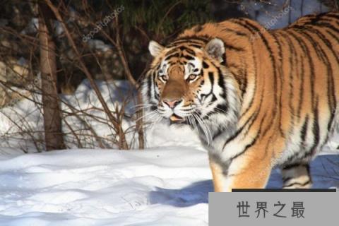 世界上最大的老虎