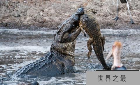 动物世界最精彩的生死瞬间：不小心下一秒就成为猎物