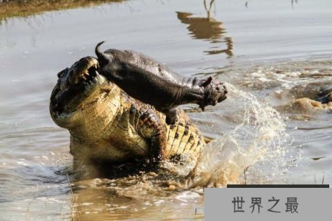 动物世界最精彩的生死瞬间：不小心下一秒就成为猎物