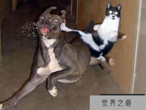 动物世界最精彩的生死瞬间：不小心下一秒就成为猎物