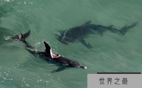 动物世界最精彩的生死瞬间：不小心下一秒就成为猎物