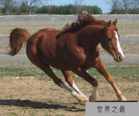 全球最昂贵的动物