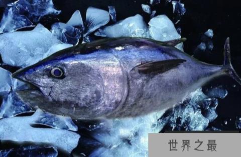 全球最昂贵的动物