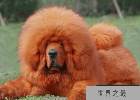 全球最昂贵的动物