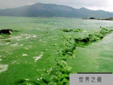 地球最早的生物-蓝藻