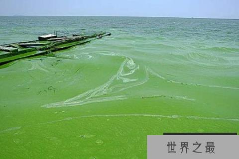 地球最早的生物-蓝藻