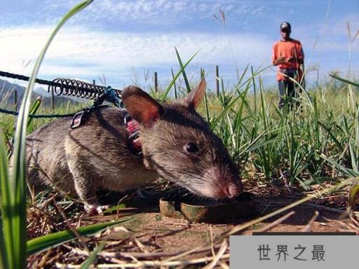 世界上效率最高的扫雷能手，非洲巨鼠