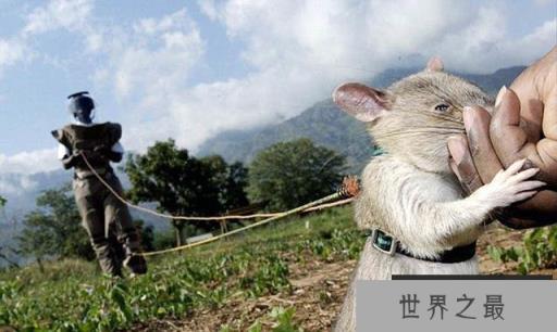 世界上效率最高的扫雷能手，非洲巨鼠