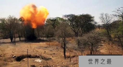 世界上效率最高的扫雷能手，非洲巨鼠