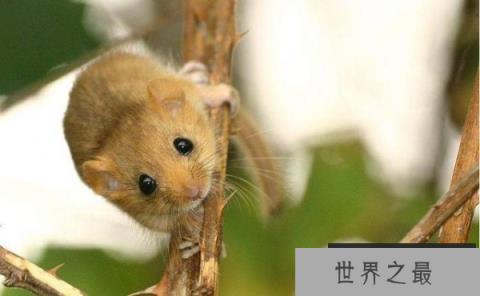 世界上最好吃懒做的动物