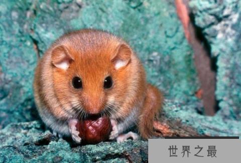 世界上最好吃懒做的动物