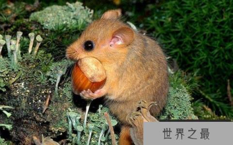 世界上最好吃懒做的动物