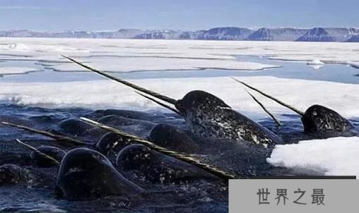 地球上最奇怪的30种动物