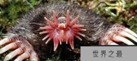 地球上最奇怪的30种动物