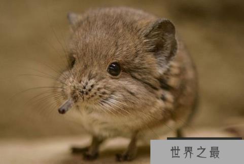 世界上最小的大象：象鼩