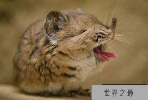 世界上最小的大象：象鼩