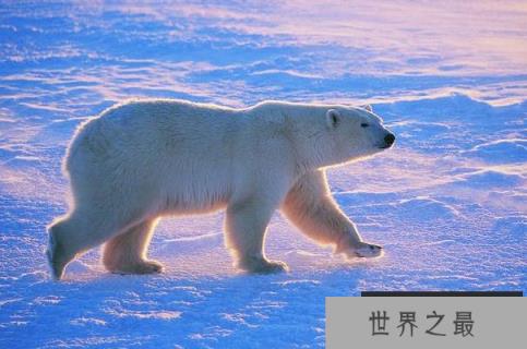 世界上现存陆地最大食肉动物：北极熊