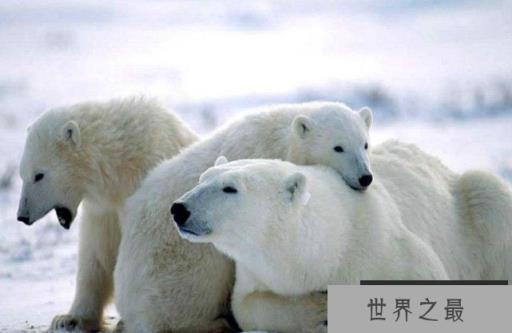 世界上现存陆地最大食肉动物：北极熊