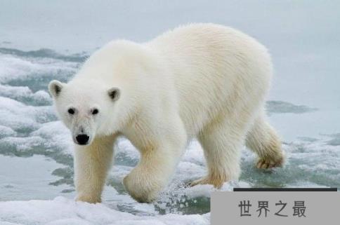 世界上现存陆地最大食肉动物：北极熊