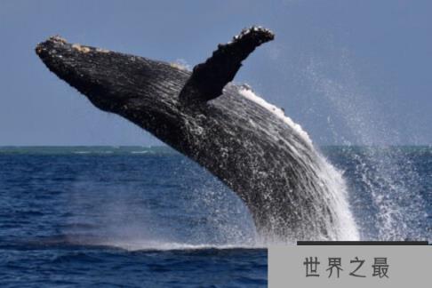 世界上现存最大的动物：蓝鲸