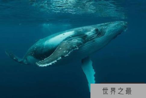 世界上现存最大的动物：蓝鲸