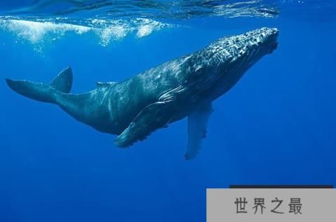 世界上现存最大的动物：蓝鲸