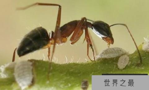 防御力最强的前十动物