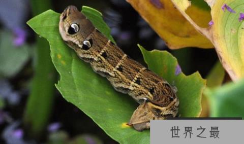 防御力最强的前十动物