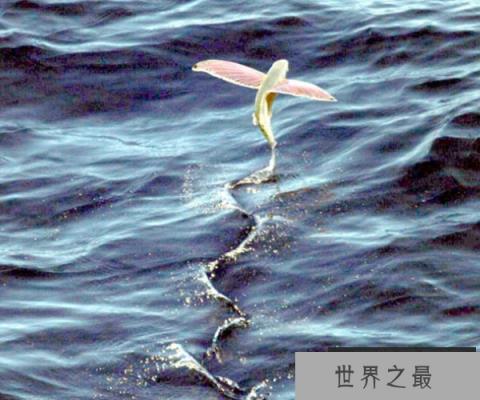 防御力最强的前十动物