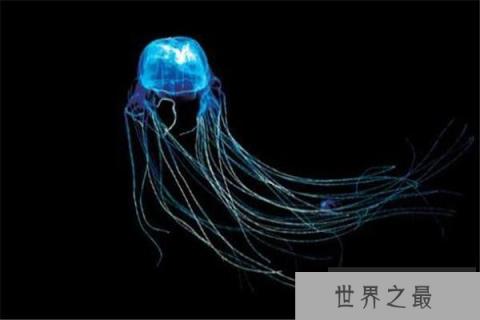 世界上十大动物之最