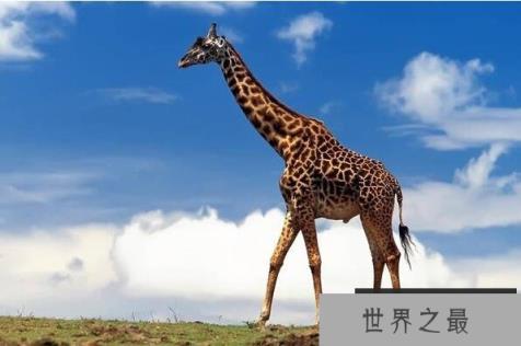 世界上十大动物之最