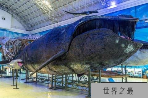 世界上最濒危的海洋哺乳动物：北太平洋露脊鲸