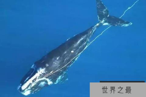 世界上最濒危的海洋哺乳动物：北太平洋露脊鲸