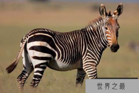 世界上体型最小的斑马：山斑马