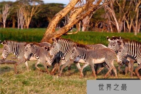 世界上体型最大的野生斑马：格利威斑马